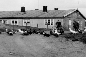 Bilde av Tyskerbrakker i Bygården etter krigen